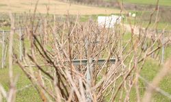 Erkenci Üzüm ‘Gün Işığı’ Resmen Tescil Aldı