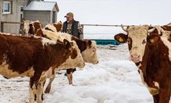 İstanbul'u bırakıp köyüne dönen mühendis hayvancılıkta örnek oluyor