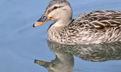 Karlar eridi, Efteni Kuş Cenneti yeniden canlandı