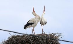 Leylekler 44 Yıldır Bu Köye Geliyor