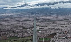 Malatya Kayısısı Beyaza Büründü