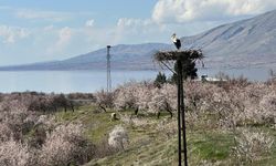 Malatya'da leylekler yuvalarına döndü