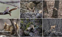Munzur Vadisi birçok yaban hayvanına ev sahipliği yapıyor