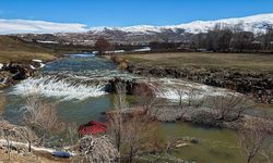 İnci Kefali Av Yasağı Başlıyor: Bu Yıl Üreme Umut Veriyor