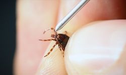 Sivas ve çevresinde kene uyarısı: Bu yıl vakalar artabilir!