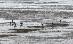 Sivas'ta Hafik Gölü kenarında turna ve yaban kazlarının karda yiyecek arayışı görüntülendi