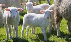 Türkiye’nin Dev Üretim Merkezi Karacabey’de Kuzu Sayısı 11 Bini Bulacak