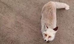 Aç Kalan Tilkiler Yerleşim Yerine İndi