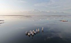 Baharın Gelmesiyle Kayseri'nin İlk Pelikanları Geldi