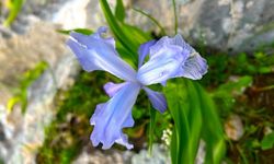 Baharın Gelmesiyle Ortaya Çıkan 'Kaya Nevruzu' Görenleri Mest Etti