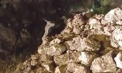 Batman'da Binanın Çökmesiyle Enkaz Altında Kalan 5 Büyükbaş Hayvan Kurtarıldı