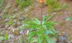 Bu Çiçeği Görürseniz Elinizi Bile Sürmeyin! Koparmanın Cezası Tam 577 Bin TL..