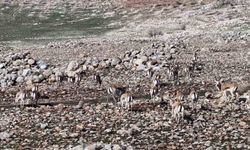 Cudi Dağı’nda Ceylan Popülasyonu Patladı: Dron Görüntüleri Ortaya Çıktı