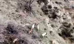 Çüngüş’te Doğa Şöleni: Dağ Keçileri Sürü Halinde Görüntülendi