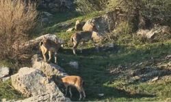 Diyarbakır’da Nesli Tükenme Tehlikesindeki Dağ Keçileri Görüntülendi