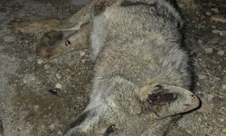 Elazığ-Diyarbakır Yolunda Kurt Faciası