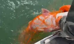 Elazığ'da 30 kiloluk dev balık yakalandı