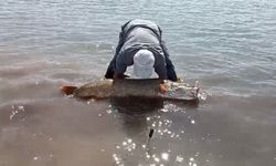 Elazığ’da 65 Kiloluk Dev Turna Balığı Yakalandı