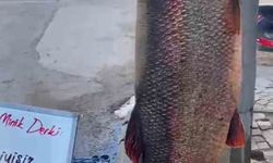 Elazığ'da 97 kiloluk balık yakalandı