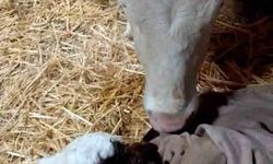 Elazığ'da Bayram Sabahı Mucizesi