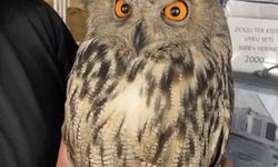 Elazığ'da yaralı halde bulunan puhu ekiplere teslim edildi