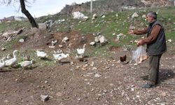 Firari Kazlar Yine Sahneye Çıktı! Bu Kez Yuvalarında Görüntülendiler