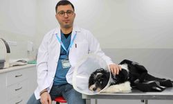 Görenler Şok Oldu: Köpeğin Karnından 140 Taş Çıktı