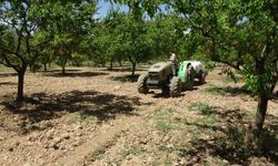 Kayısı Üreticileri Dikkat! Bunlara Çok Dikkat Edin...