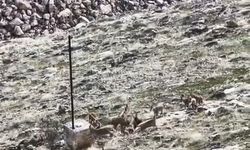 Keban Barajı’nda Sürü Halinde Dağ Keçileri Görüldü