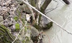 Kedi ile Su Samurunun Saklambaç Oyunu Görenlerin Yüzünü Gülümsetti