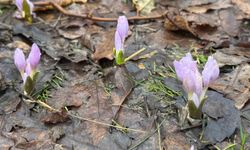 Kış şartlarının devam ettiği Şırnak'ta çiçekler açtı