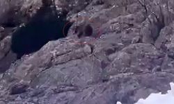 Kış Uykusundan Uyanan Ayı, Karlar Arasında Açlıkla Mücadele Etti