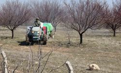 Malatya Kayısısının En Büyük Düşmanı! Kritik 2 Ay Başladı