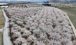 Malatya'da Çiçek Açan Kayısı Bahçeleri Havadan Görüntülendi, Görenleri Mest Etti