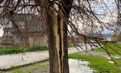 Mardin’de Yıldırım Dut Ağacını İkiye Böldü