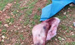 Şanlıurfa'da Kesilmiş At Kafası ve Parçaları Bulundu