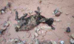 Şırnak'ta El Göçerleri Vurdu: Hayvanlar Telef Oldu, Çadırlar Sular Altında Kaldı