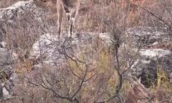 Sivas'taki Vahşi Yaşam İşte Böyle Görüntülendi