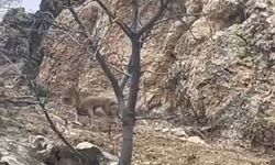 Tek Ayağı Yok Ama Pes Etmedi! Elazığ’daki Yaban Keçisi Görenleri Şaşırttı