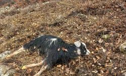 Tunceli'de ağıldan kaçan küçükbaş hayvanları kurtlar parçaladı