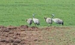 Tunceli’de Doğanın Simgesi Turnalar Görenleri Gülümsetti