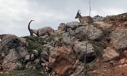 Tunceli'de Görülen Dağ keçileri Görenlerin Yüzünü Gülümsetti