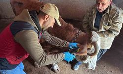 Tunceli'de şap aşılama kampanyası sürüyor