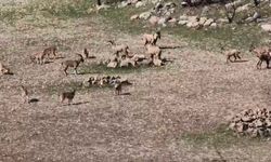 Zarar vermenin cezası 940 bin lira: Sürü halinde görüntülendi