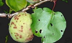 Kayısıda Çil Hastalığına Dikkat: Üreticilere Kritik Uyarı