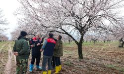 Çiftçinin Yüreği Ağzındaydı! Malatya'daki Dolu Yağışı Sonrası Kayısıda Son Durum Belli Oldu
