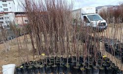 Malatya Kayısı Fidanı Fiyatları ve En Çok Tercih Edilen Aşı Belli Oldu