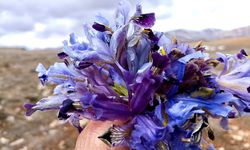 Malatya'nın Dağları Nevruz Çiçekleri İle Renk Cümbüşüne Büründü