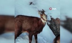 Tunceli'de şamua sürüsü böyle görüntülendi