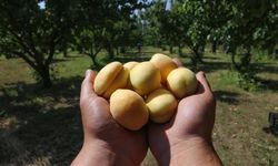 “Malatya Kayısısında Büyük Tehlike: ‘Böyle Giderse Dünya Liderliği Kaybedilebilir’”